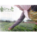 Улун з Персиком (PEACH OOLONG TEA) Улун з Персиком (PEACH OOLONG TEA)